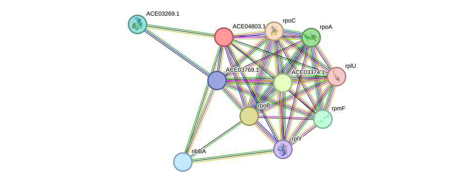 STRING protein interaction network