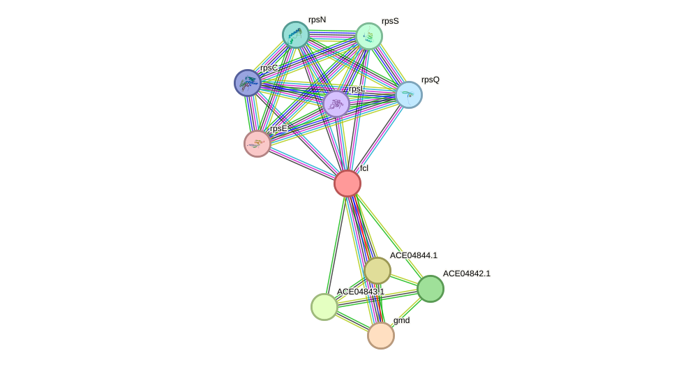 STRING protein interaction network
