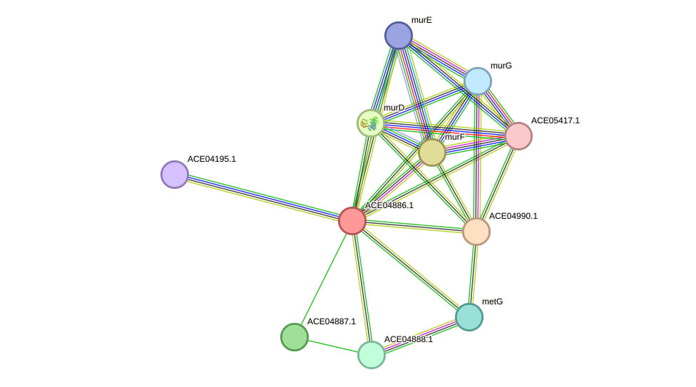 STRING protein interaction network