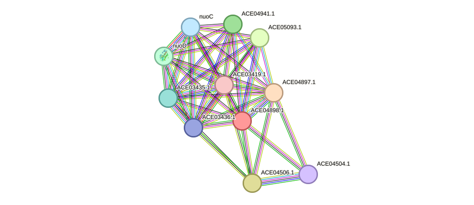 STRING protein interaction network