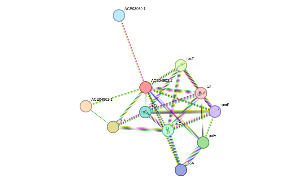 STRING protein interaction network