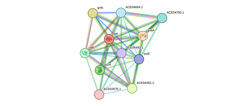 STRING protein interaction network
