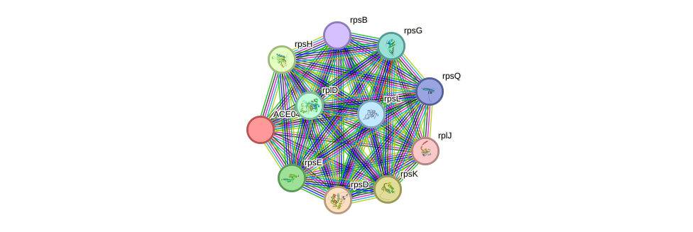 STRING protein interaction network
