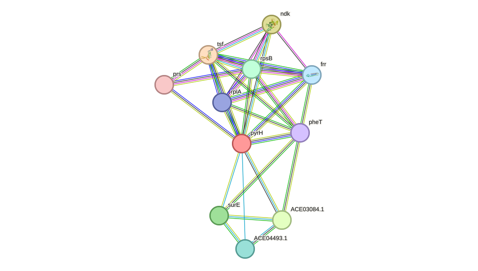 STRING protein interaction network