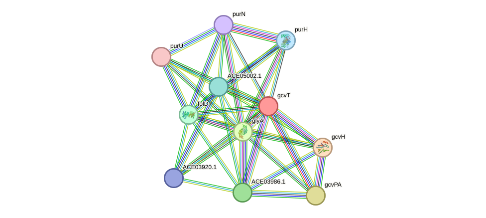 STRING protein interaction network