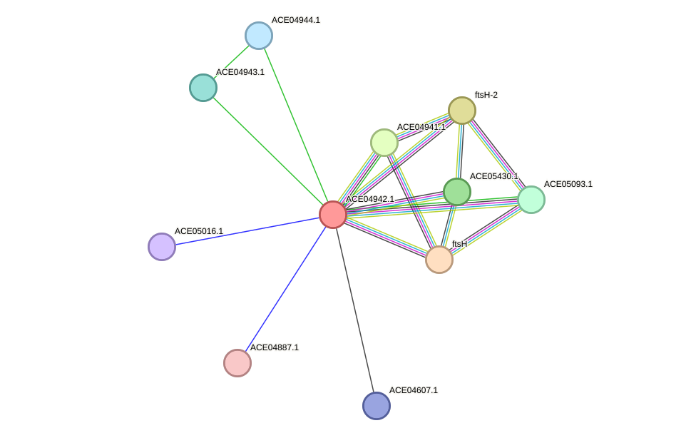 STRING protein interaction network