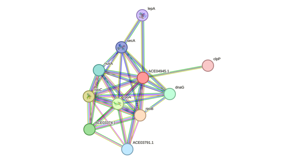 STRING protein interaction network