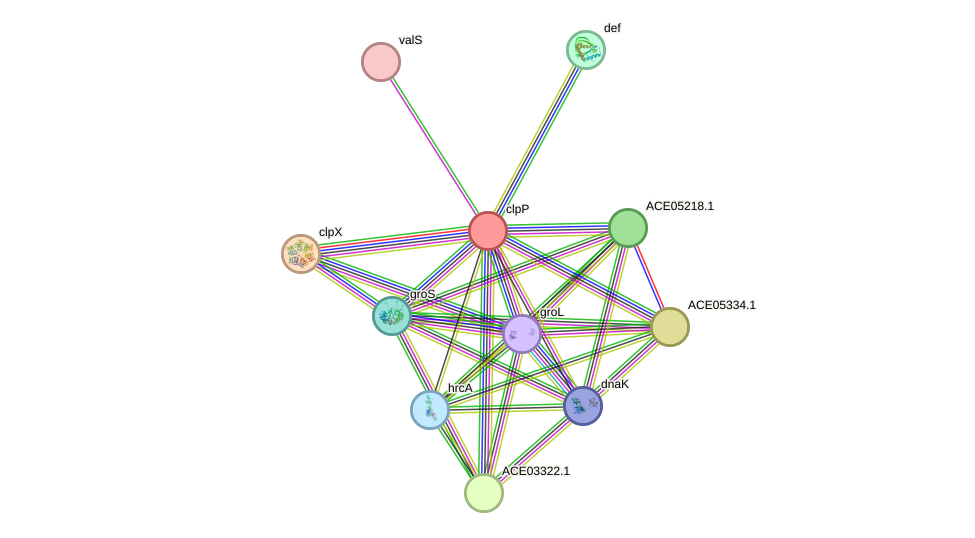 STRING protein interaction network
