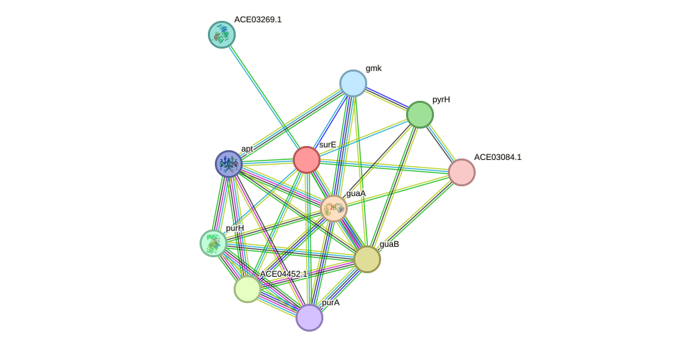 STRING protein interaction network