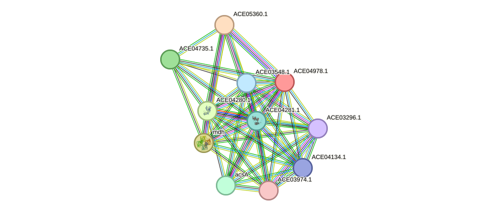 STRING protein interaction network