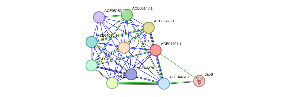 STRING protein interaction network