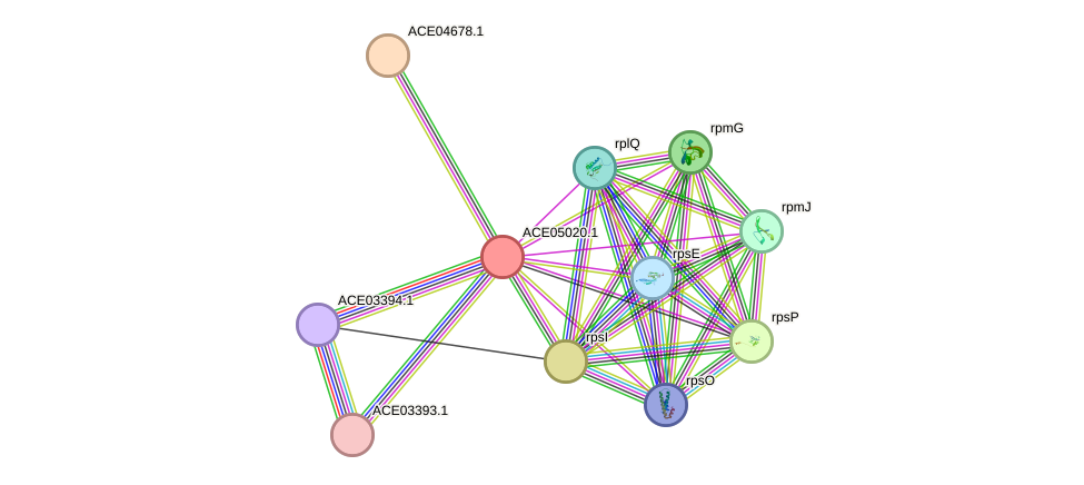 STRING protein interaction network