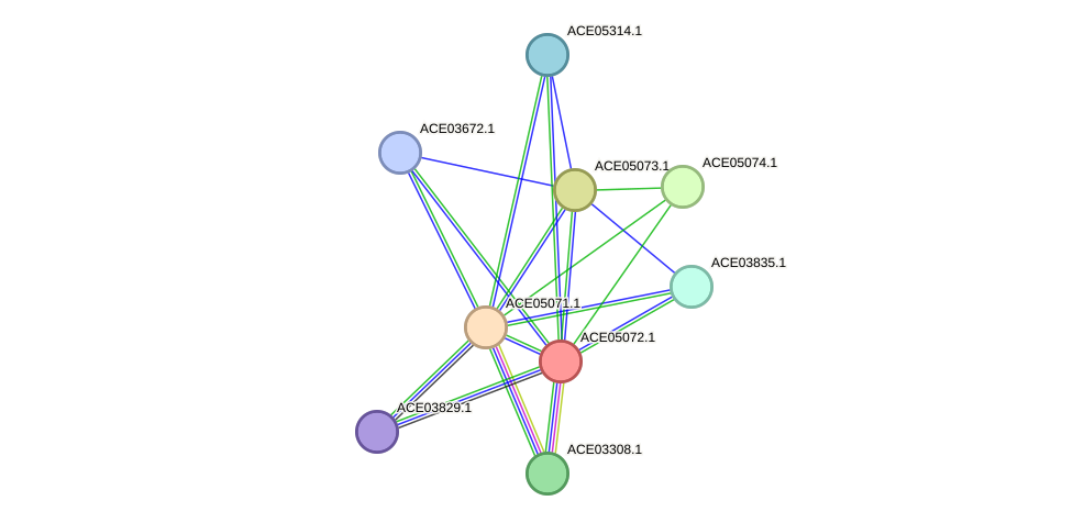 STRING protein interaction network