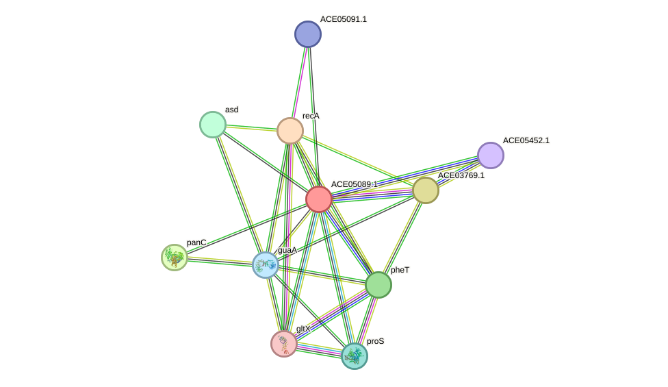 STRING protein interaction network