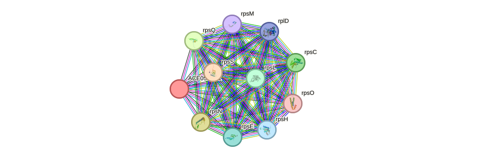 STRING protein interaction network