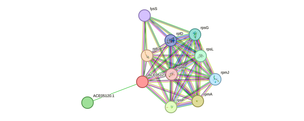STRING protein interaction network