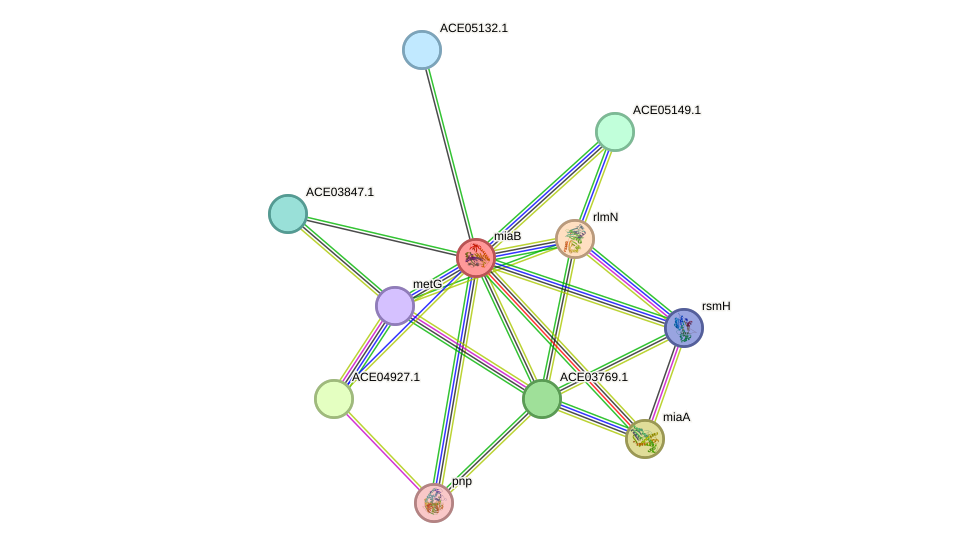 STRING protein interaction network