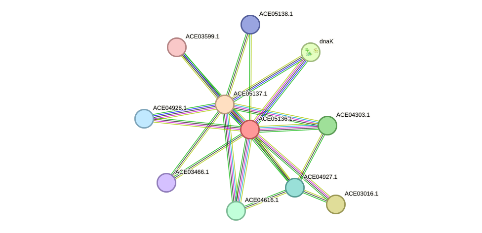 STRING protein interaction network