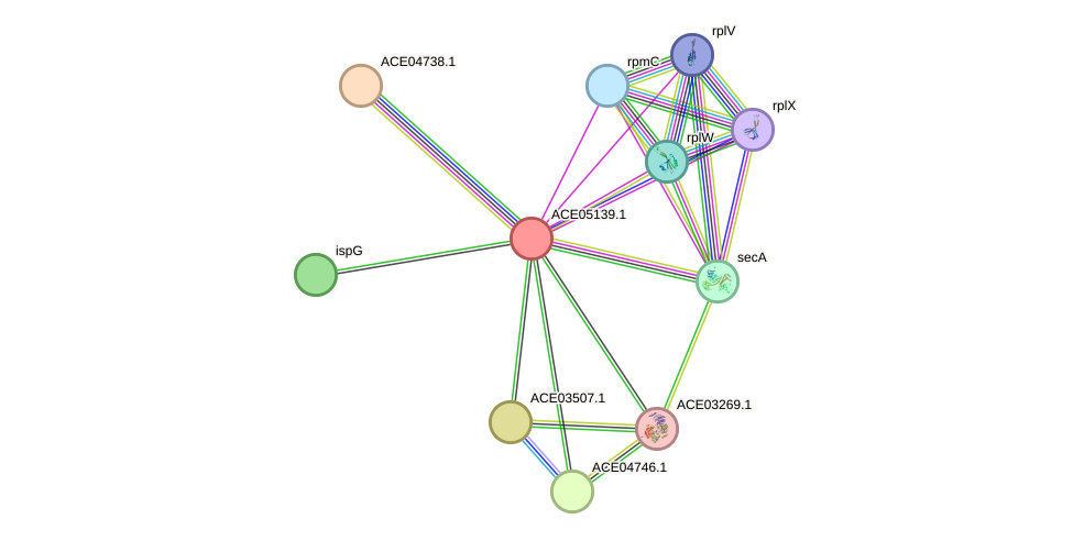 STRING protein interaction network