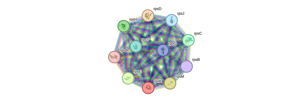 STRING protein interaction network
