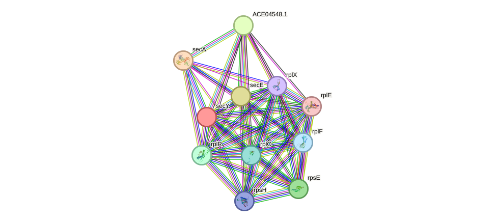 STRING protein interaction network