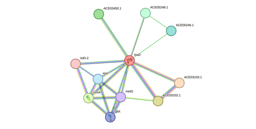 STRING protein interaction network