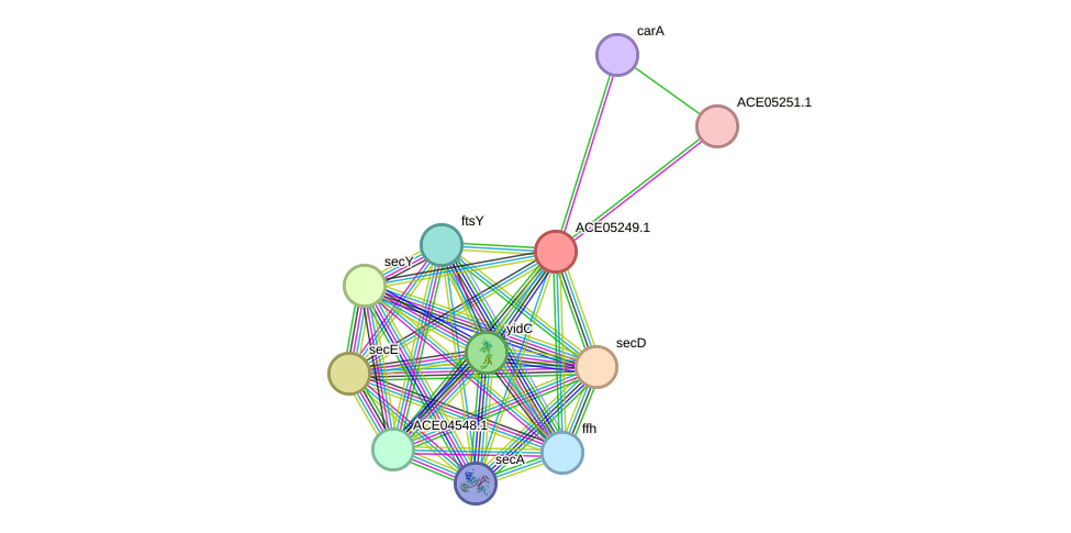 STRING protein interaction network
