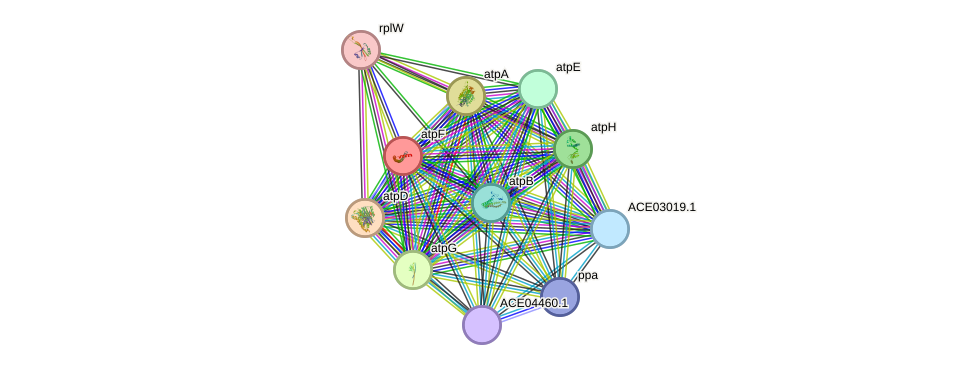 STRING protein interaction network