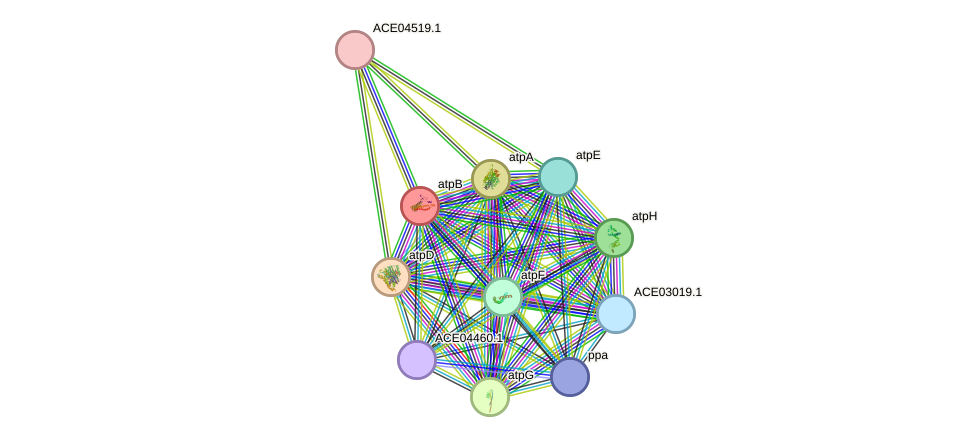 STRING protein interaction network