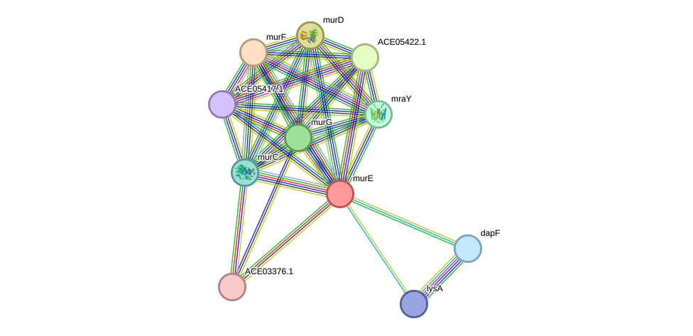 STRING protein interaction network