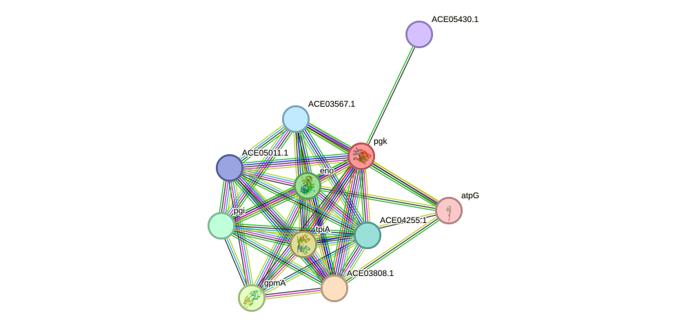 STRING protein interaction network