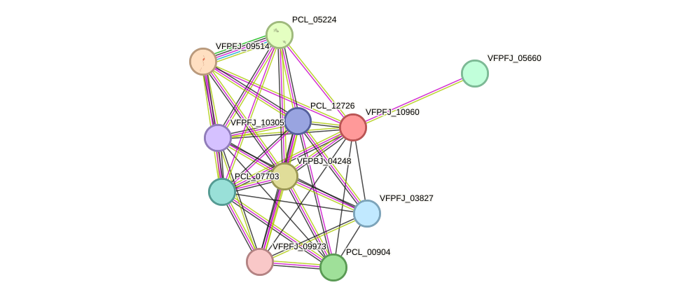 STRING protein interaction network