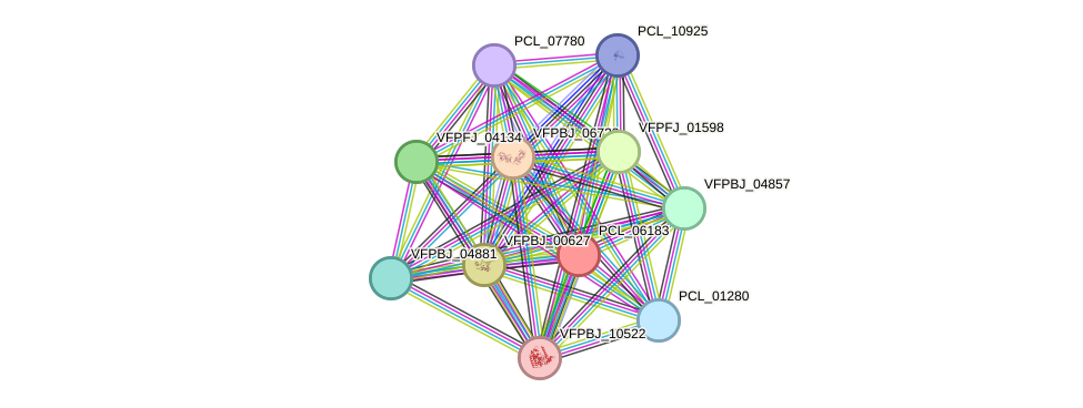 STRING protein interaction network