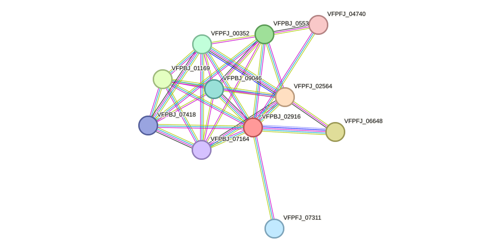 STRING protein interaction network