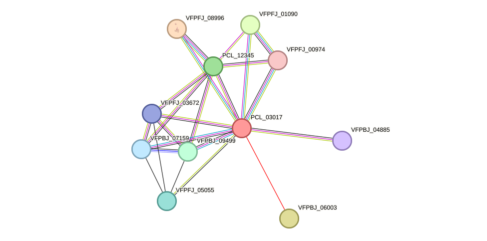 STRING protein interaction network