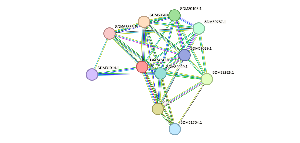 STRING protein interaction network