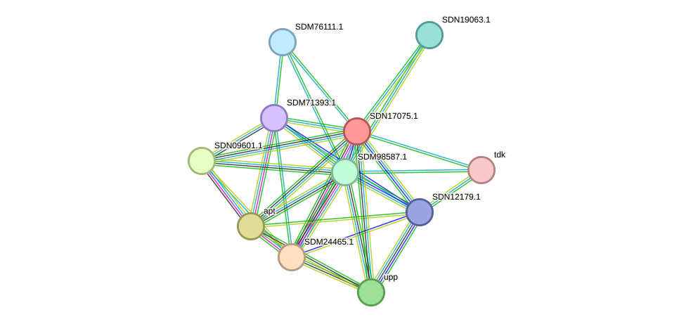 STRING protein interaction network