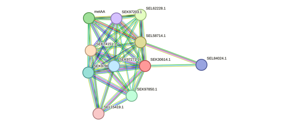 STRING protein interaction network