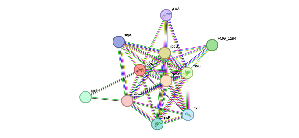 STRING protein interaction network