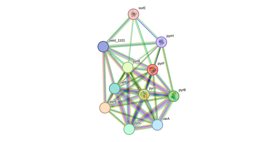 STRING protein interaction network