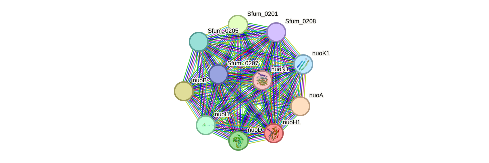 STRING protein interaction network