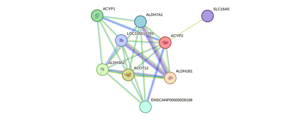 STRING protein interaction network