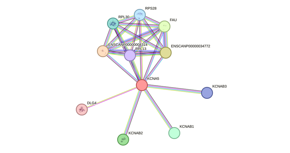 STRING protein interaction network