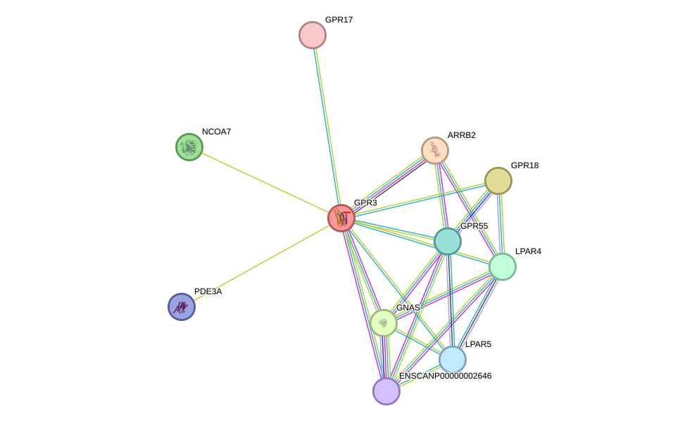 STRING protein interaction network