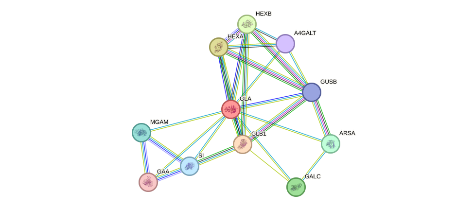 STRING protein interaction network