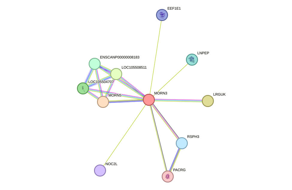 STRING protein interaction network