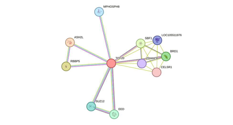 STRING protein interaction network