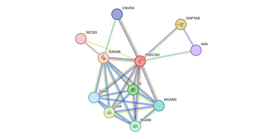 STRING protein interaction network