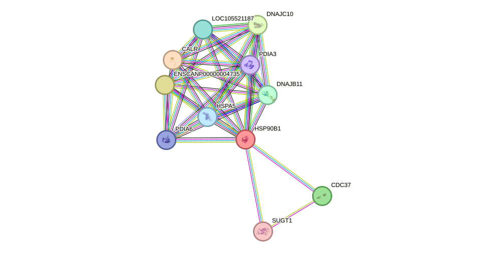 STRING protein interaction network