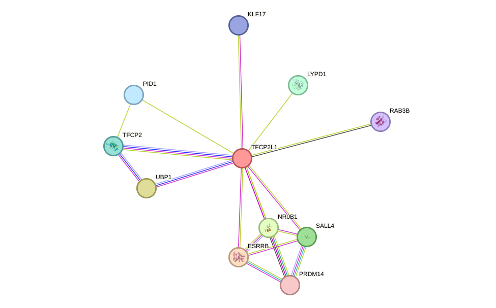 STRING protein interaction network